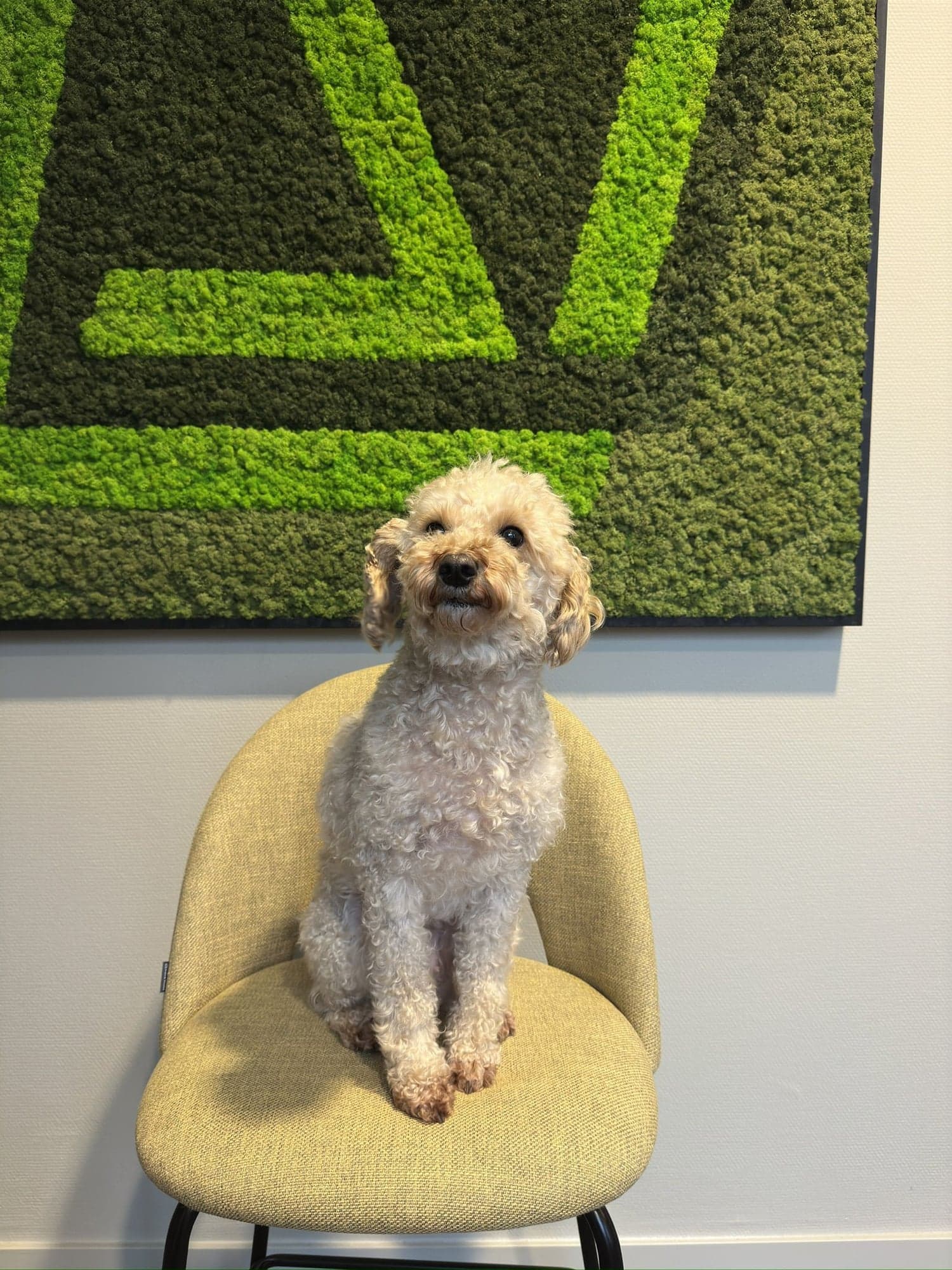 Tess, de kantoorhond, een krullige lichtgrijze hond die op een stoel zit voor een groene mosmuur